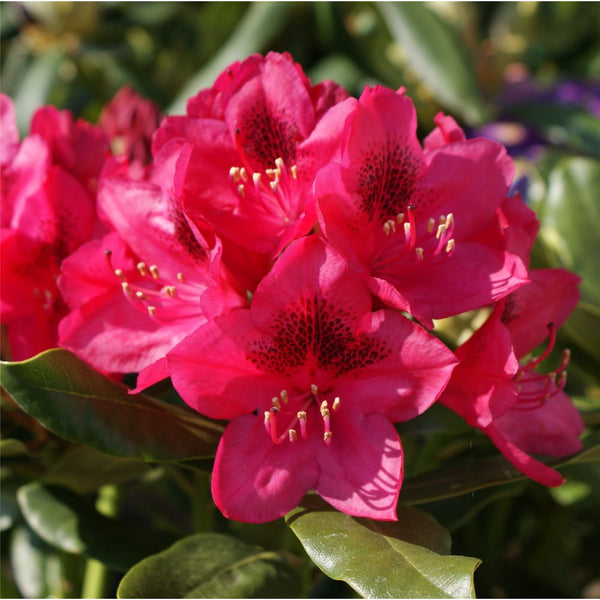 Rhodo NOVA ZEMBLA.jpg