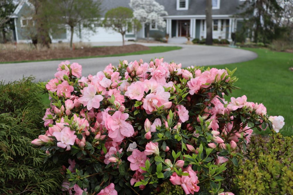 Rhododendron Perfecto Mundo Pink Carpet IMG_0631.jpg