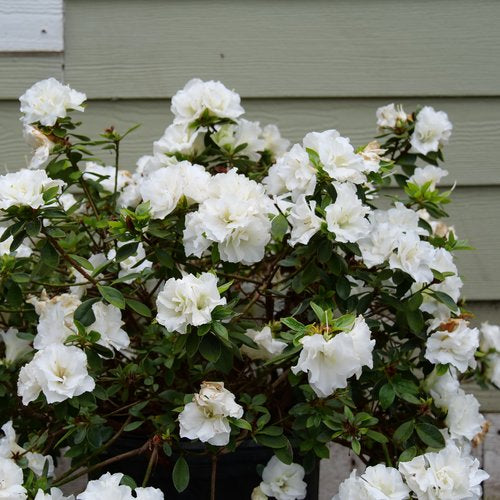 Rhododendron x perfecto-mundo-double-white Proven Winners.jpg