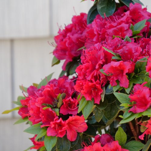 Rhododendron x perfecto-mundo-red Proven Winners.jpg