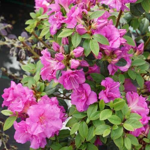 Rhododendron x perfecto_mundo_double_purple Proven Winners.jpg