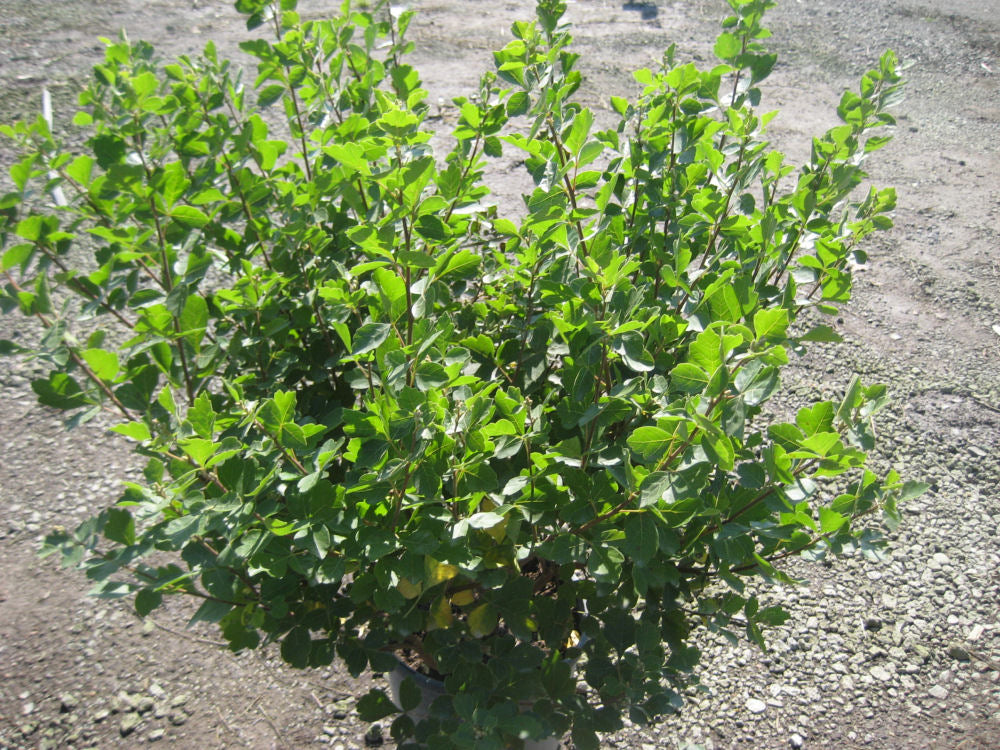 Rhus 'Gro-low'.jpg