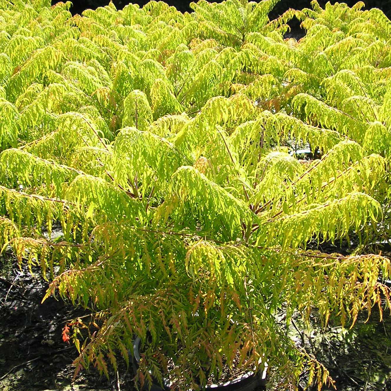 Rhus Tiger Eyes.jpg