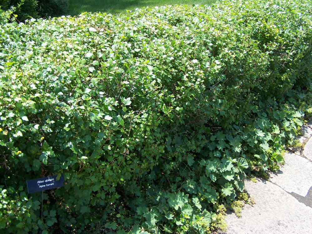 Ribes_alpinum.JPG