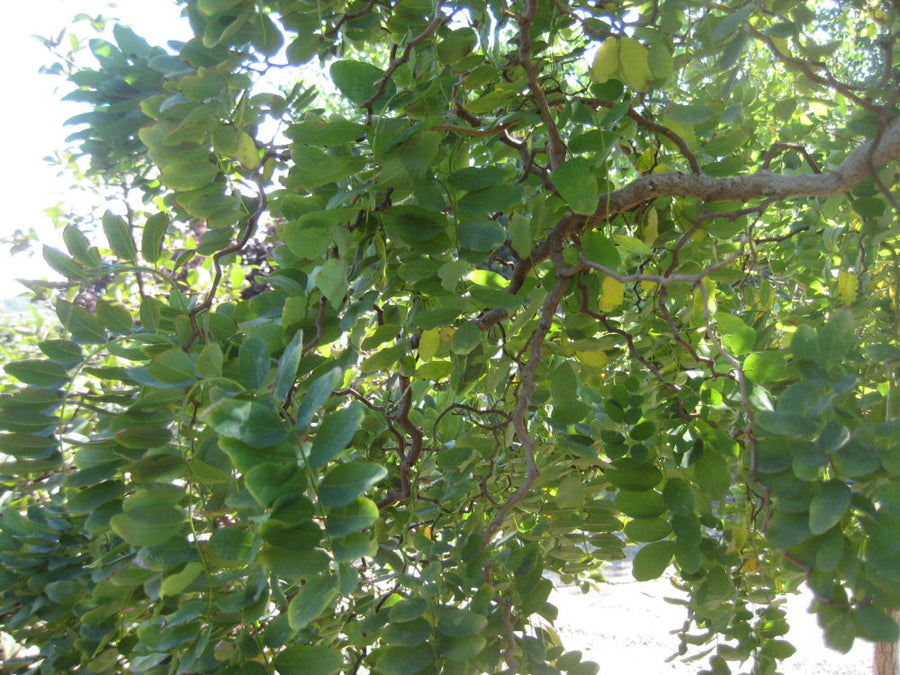 Robinia 'Twisty Baby'.jpg