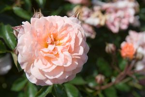 Rosa Apricot Drift.jpg