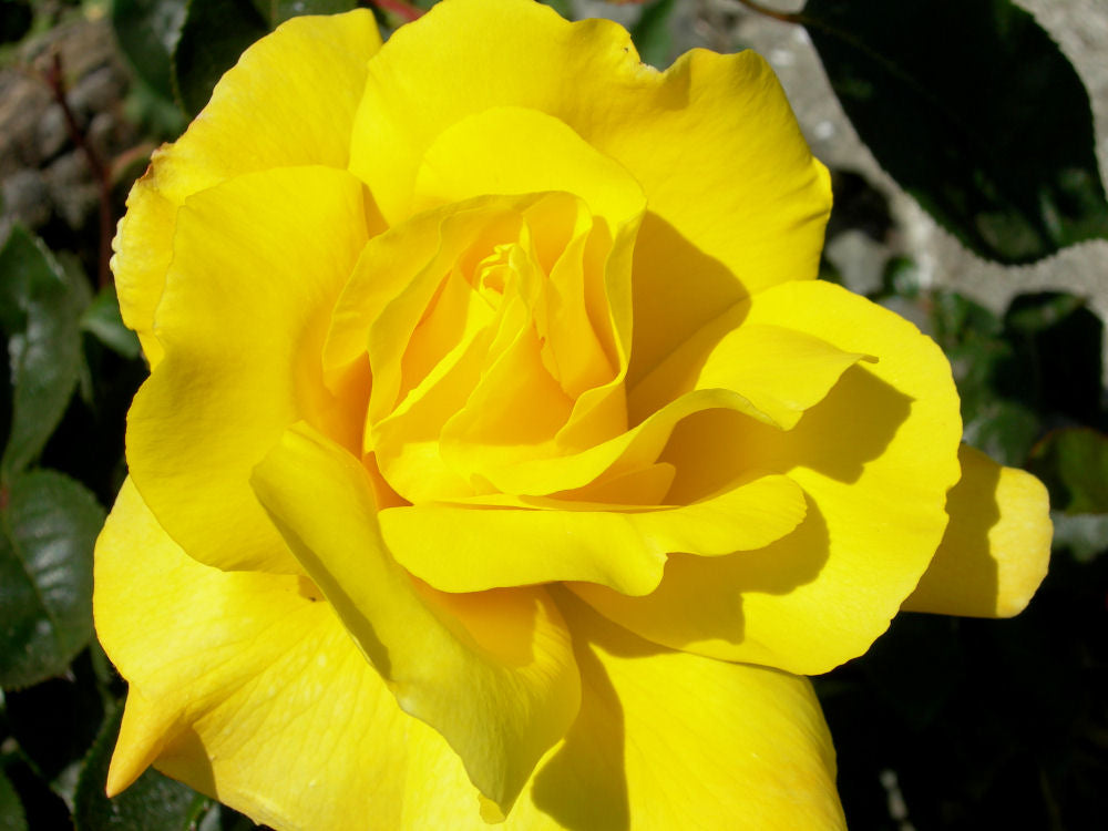 Rosa GOLDEN SHOWERS.JPG