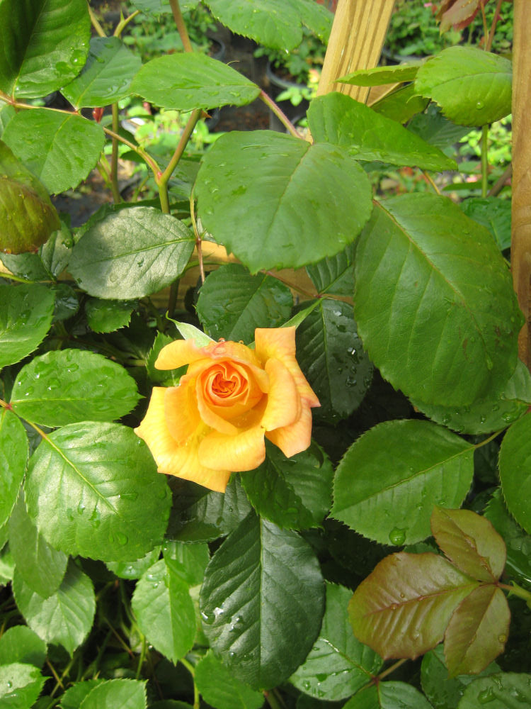 Rosa Garden Sun.jpg
