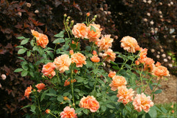 Rosa HORCOGJIL.jpg