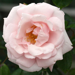 Rosa NEW DAWN.jpg