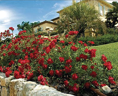 Rosa Red Drift.jpg