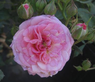 Rosa SWEET.jpg