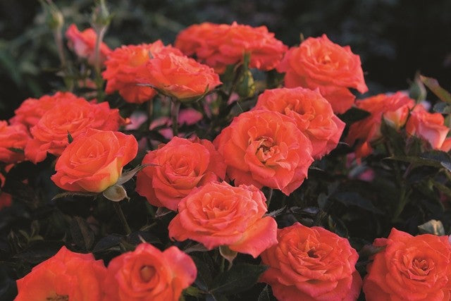 Rosa Sunblaze Mandarin.JPG