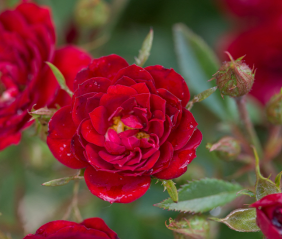 Rose- chi.png