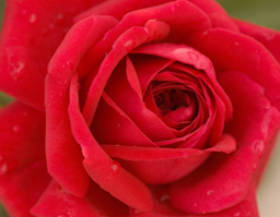 Rose-kashmir.png