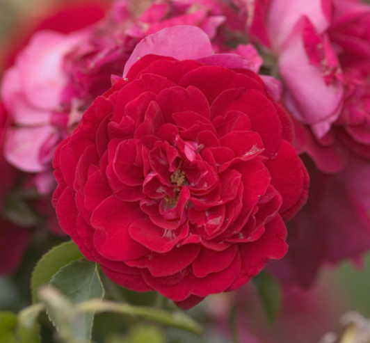 Rose-paint_the_town.png