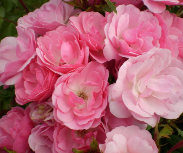 Rose-pinktopia.png
