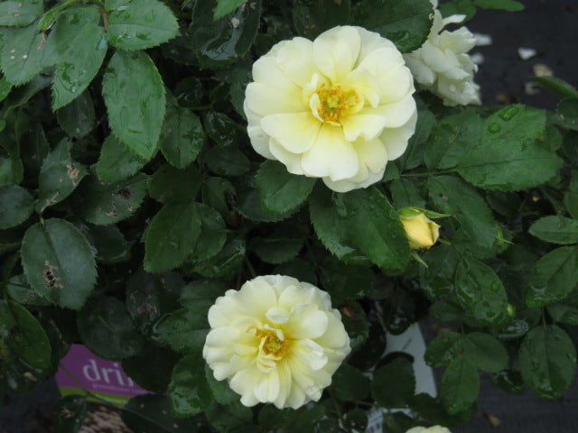 Rose_Drift_Popcorn[1].jpg