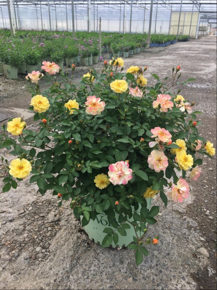 Rose “Meilowmye”.jpg