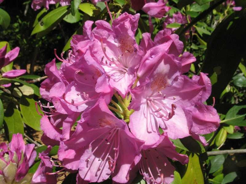 Roseum Elegans 1.jpg