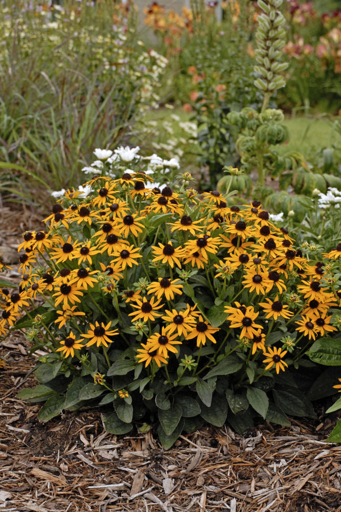 Rudbeckia-fulgida-Little-Goldstar.jpg
