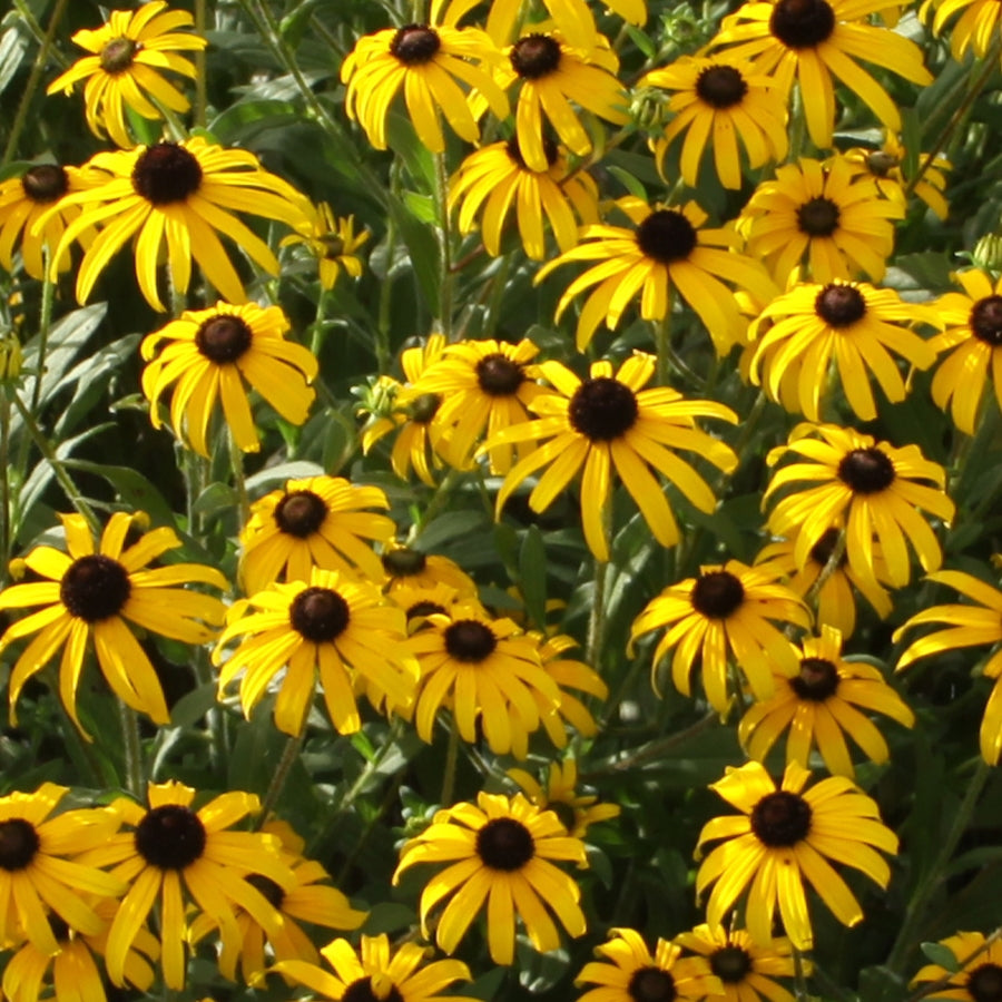Rudbeckia American Gold Rush.jpg