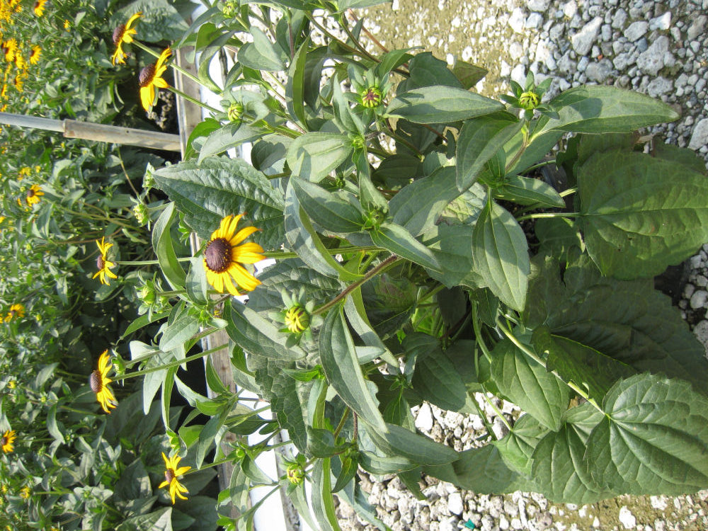 Rudbeckia Goldsturm.jpg