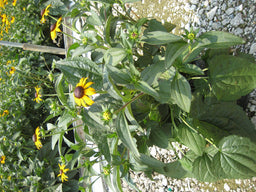 Rudbeckia Goldsturm.jpg