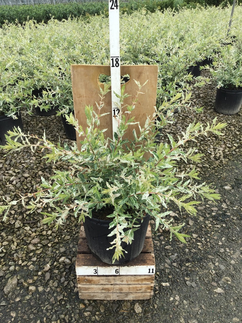 SALIX-I_FLAMINGO.jpg
