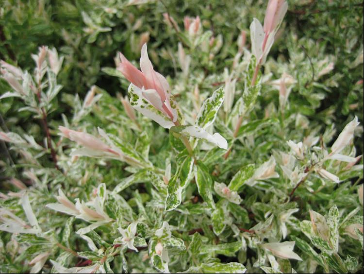 SALIX I. HAKURO NISHIKI.jpg