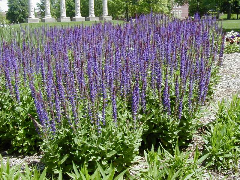 SALVIA EAST FRIESLAND.jpg