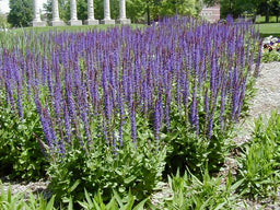 SALVIA EAST FRIESLAND.jpg