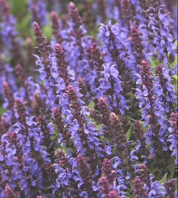 SALVIA NEMEROSA SENSATION SKY BLUE.jpg