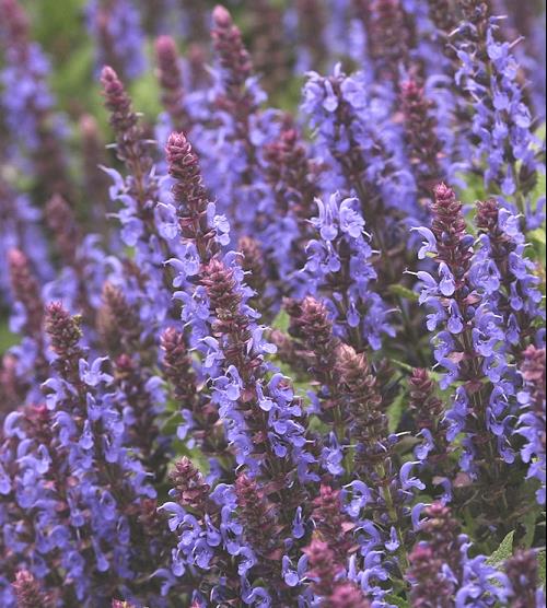 SALVIA NEMEROSA SENSATION SKY BLUE.jpg