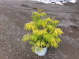SAMBUCUS%20'LEMON%20LACE'%20%20G3%2015%20PW%205-24-17[1].jpg