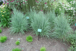 SCHIZACHYRIUM_THE_BLUES.JPG
