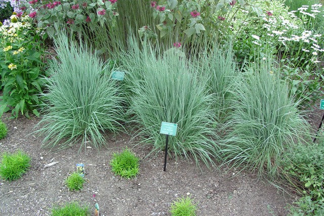 SCHIZACHYRIUM_THE_BLUES.JPG