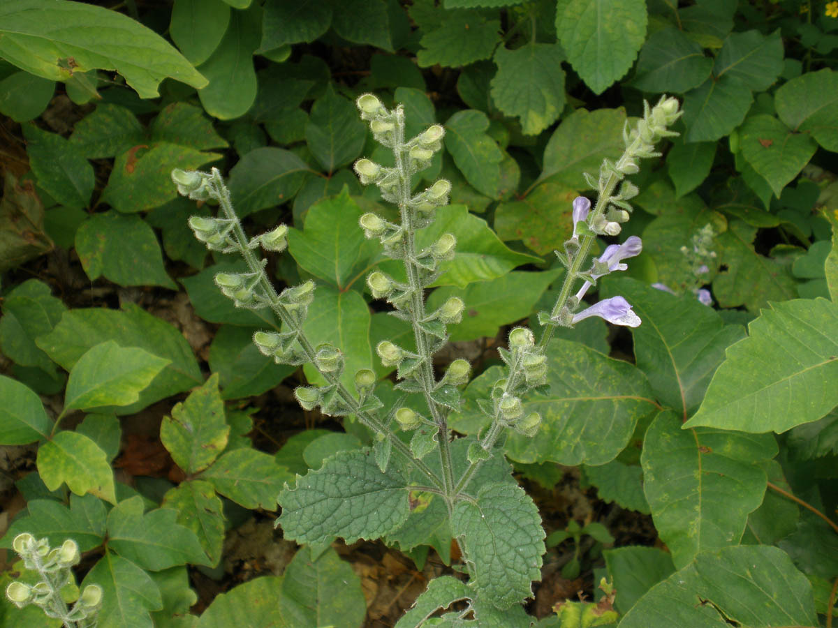 SCUTELLARIA_OVATA.jpg