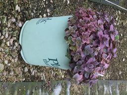 SEDUM%20'WILDFIRE'%20%2019CM%20PTW%204-6-17[1].jpg