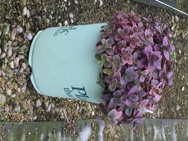 SEDUM%20'WILDFIRE'%20%2019CM%20PTW%204-6-17[1].jpg