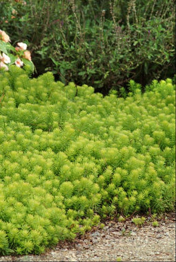 SEDUM ANGELINA.jpg
