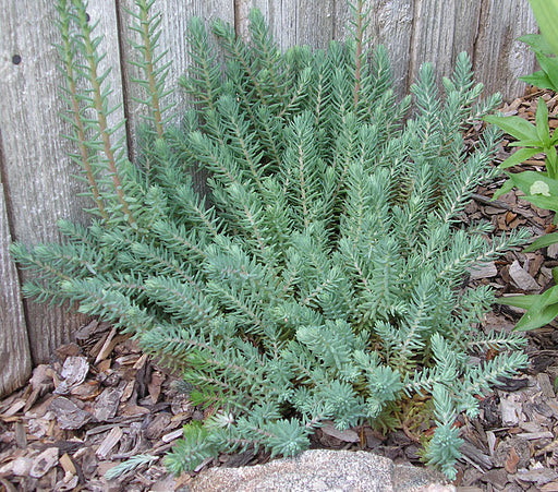 SEDUM_BLUE_SPRUCE[1].jpg