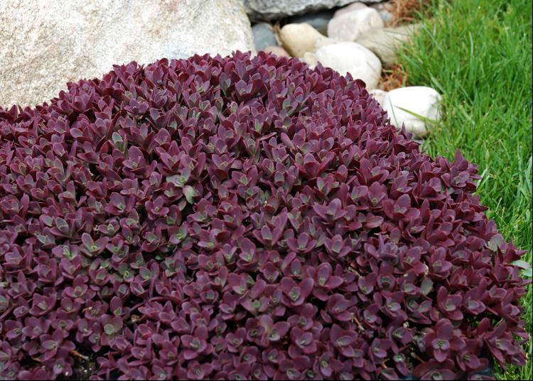 SEDUM FIRECRACKER.jpg