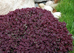 SEDUM FIRECRACKER.jpg