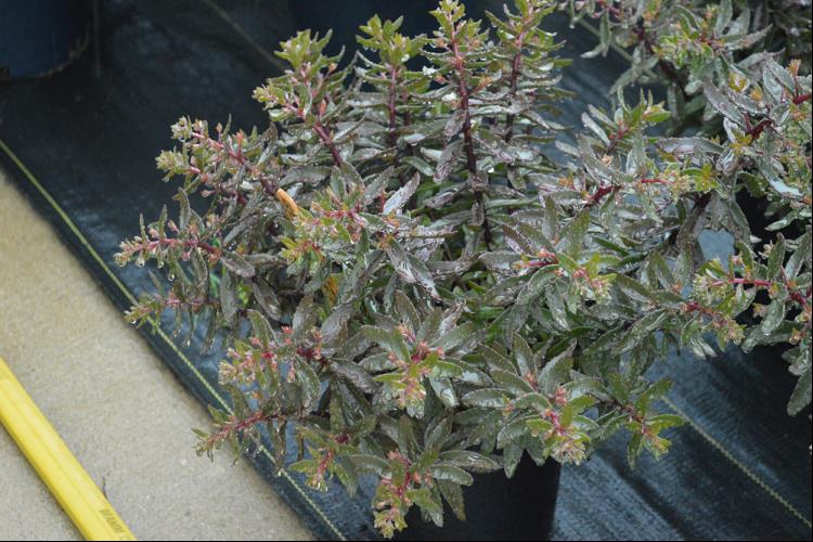 SEDUM JADE TUFFET.jpg