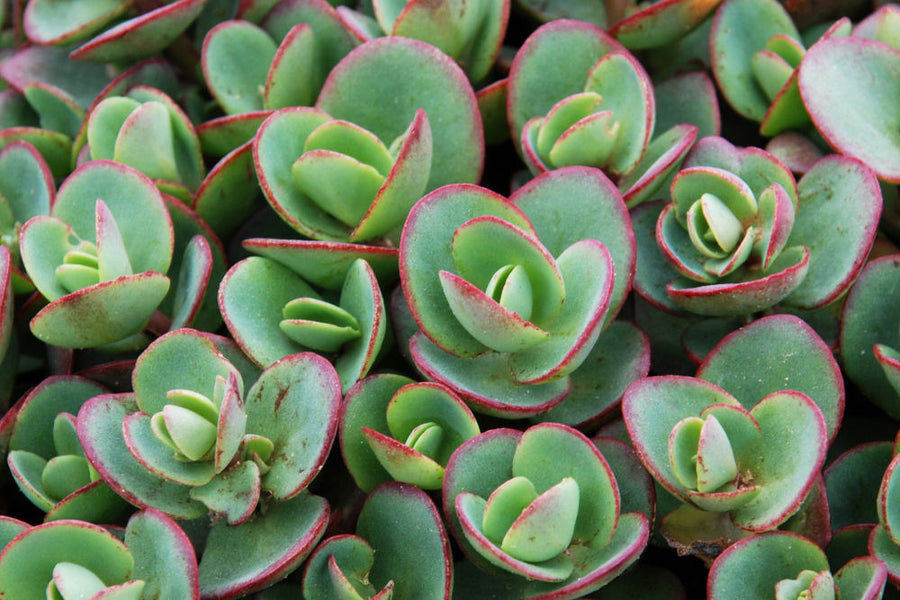 SEDUM_LIME_ZINGER.jpg