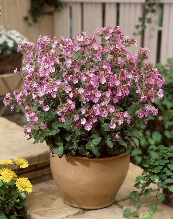 SILENE L. ROLLYS FAVORITE.jpg
