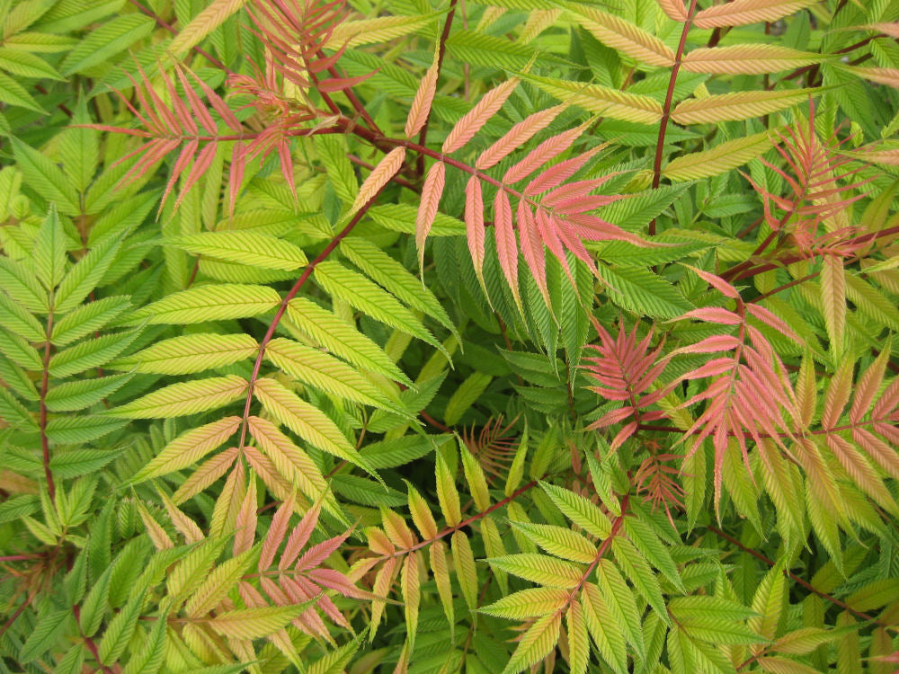 SORBARIA SORBIFOLIA SEM FOLIAGE.jpg