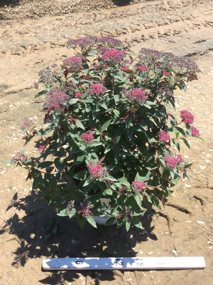SPIRAEA%20JAP_%20'DBL%20PLAY%20RED'%20%20G3%2015in%20PW%206-2-17.jpg