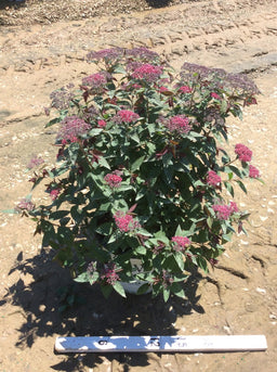 SPIRAEA%20JAP_%20'DBL%20PLAY%20RED'%20%20G3%2015in%20PW%206-2-17.jpg